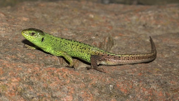lizard, wildlife, reptile, camouflage, nature, chameleon, eye, dragon