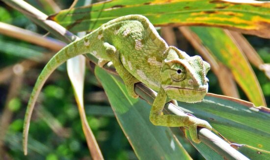 Free picture: lizard, wildlife, reptile, camouflage, nature, chameleon ...