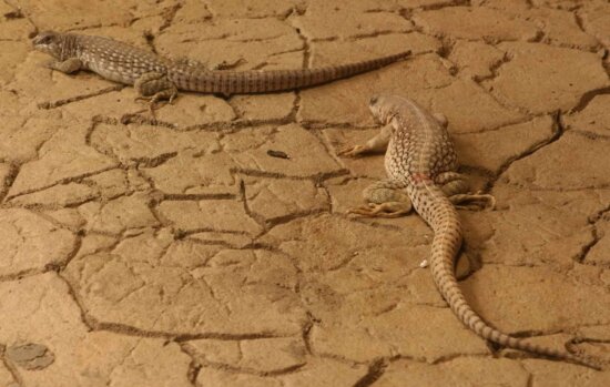 reptile, lizard, camouflage, wildlife, nature, desert, sand, animal, ground