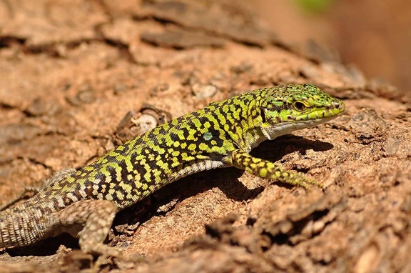 lizard, animal, wild, nature, camouflage, colorful, wildlife, reptile, ground, outdoor