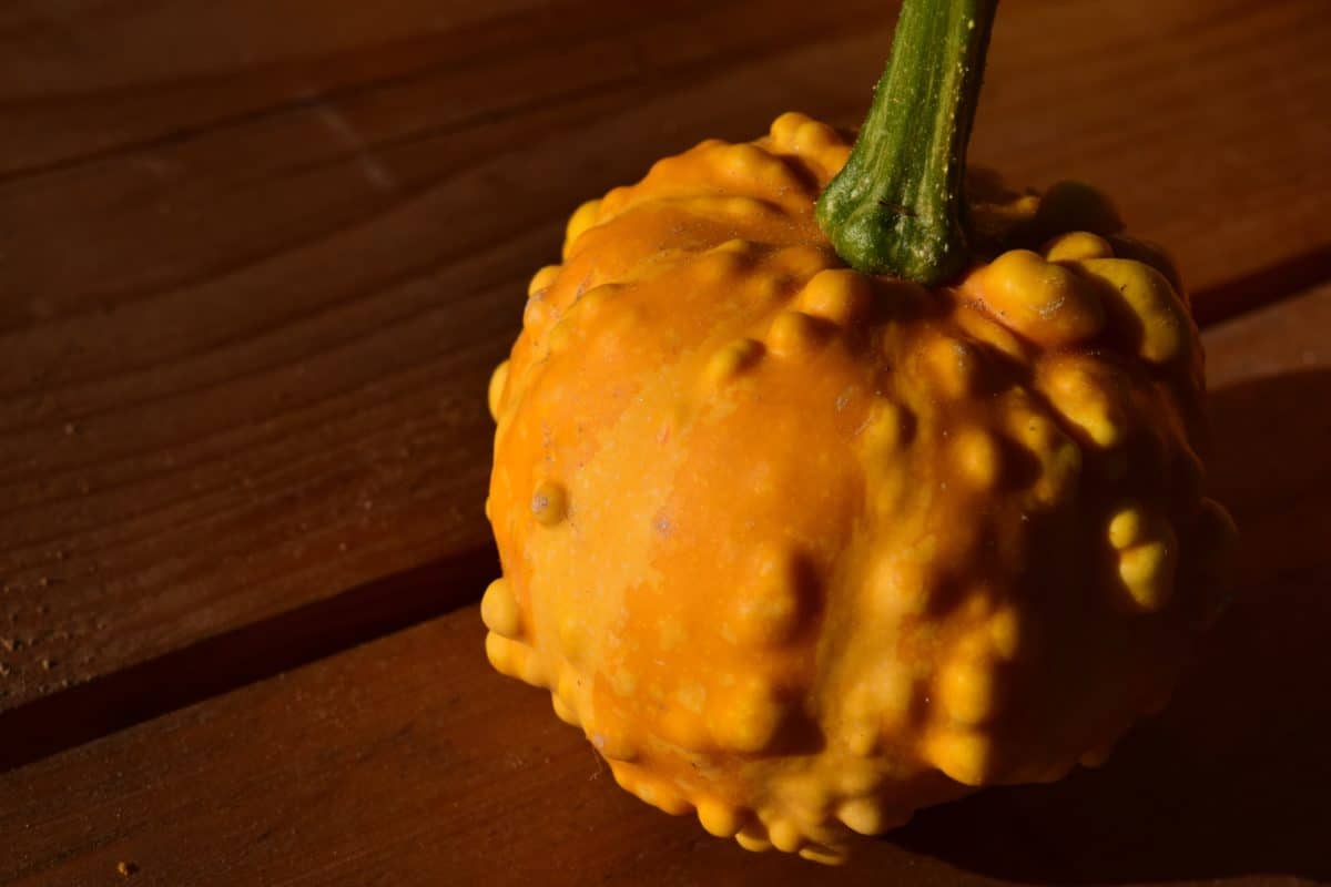 food, pumpkin, vegetable, organic, autumn
