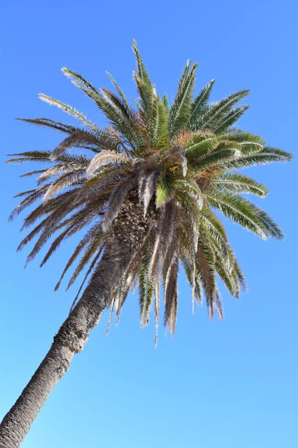 palmboom, natuur, kokos, hemel, plant, blauwe lucht