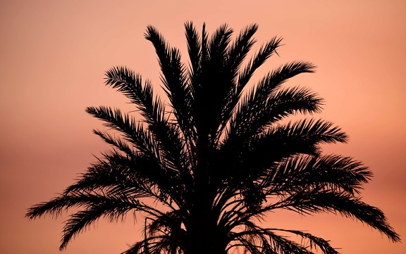 kokos, zonsondergang, silhouet, natuur, boom, strand, zomer, palm, plant
