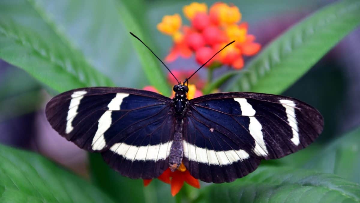 leto, motýľ, príroda, hmyz, voľne žijúcich živočíchov, kvetina, Záhrada