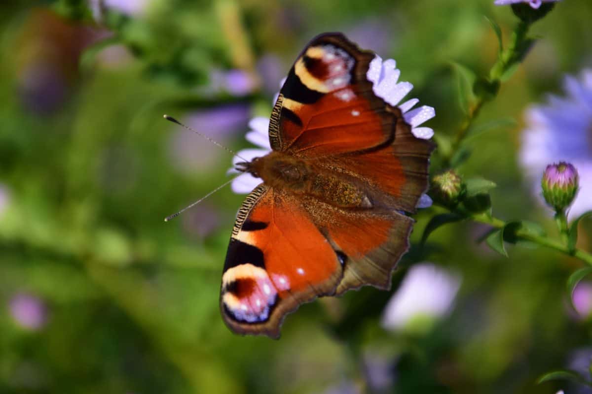 Kostenlose Bild: Insekt, Schmetterling, Natur, Sommer, Blume, Pflanze
