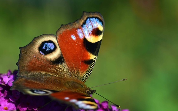 Motyl, przyrody, makro, światło dzienne, owad, natura, zwierząt