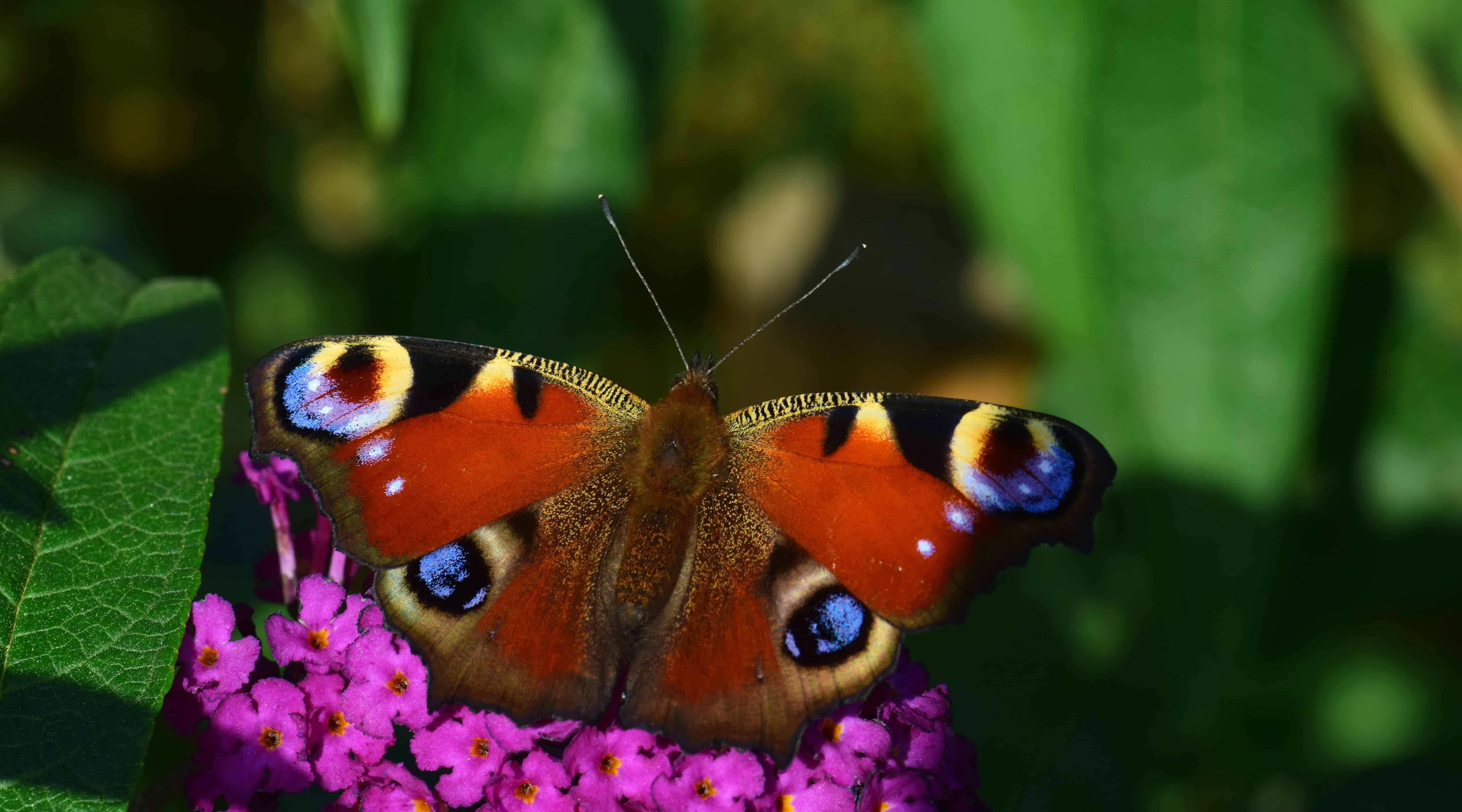 Kostenlose Bild: Schmetterling, Sommer, Makro, bunt, Natur, Tierwelt ...