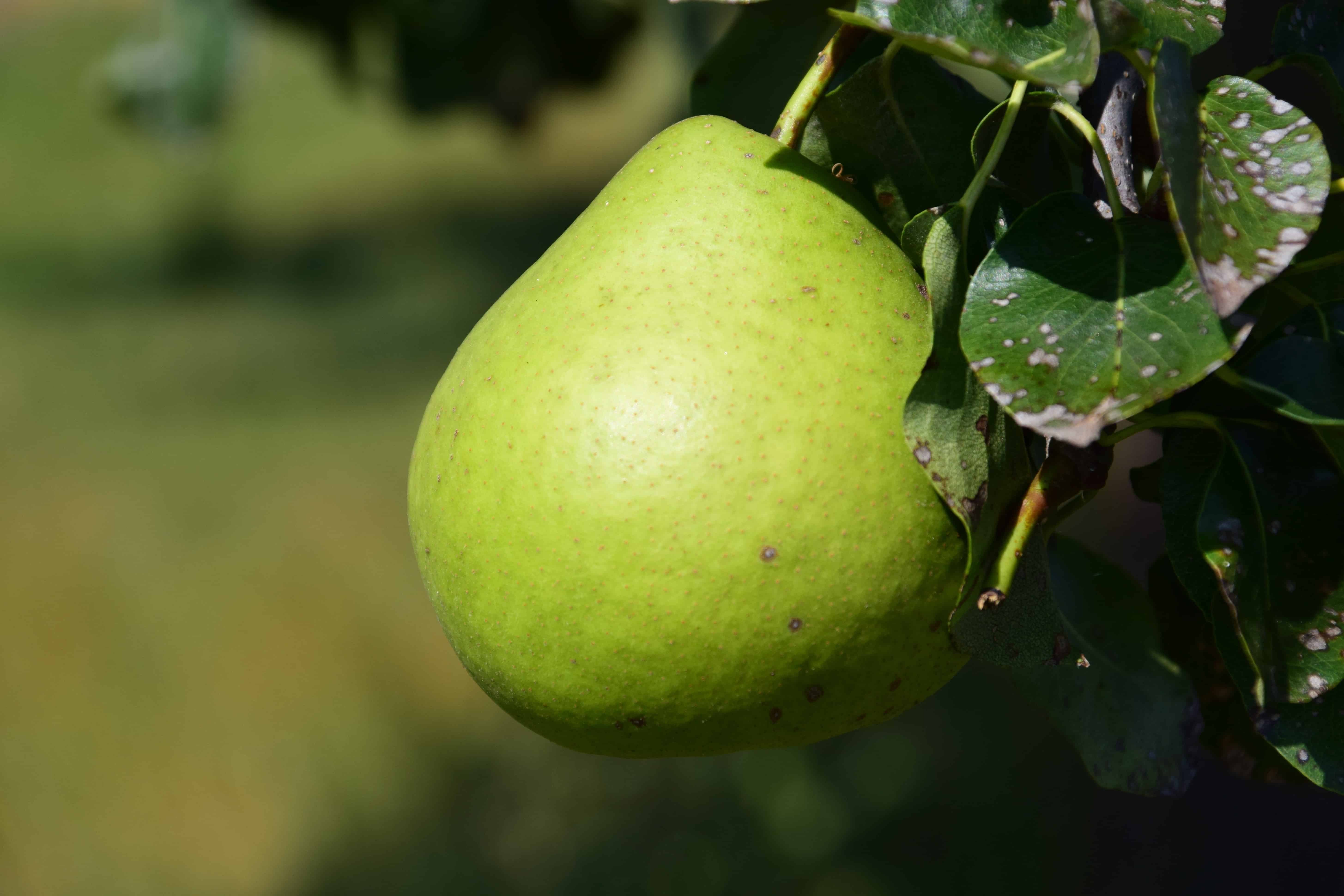 Pear 6. Груша сорт Анжу Греен. Груша Армут. Груша Лимонка дерево. Фруктовый сад яблоко цитрус груша.