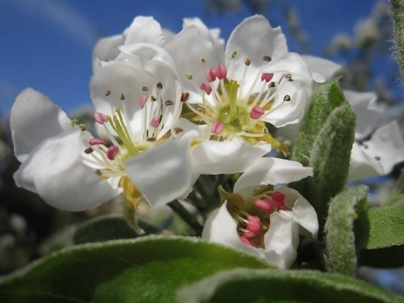 Градина, природа, ябълково дърво, венчелистче, клон, флора, цветя, зелени листа