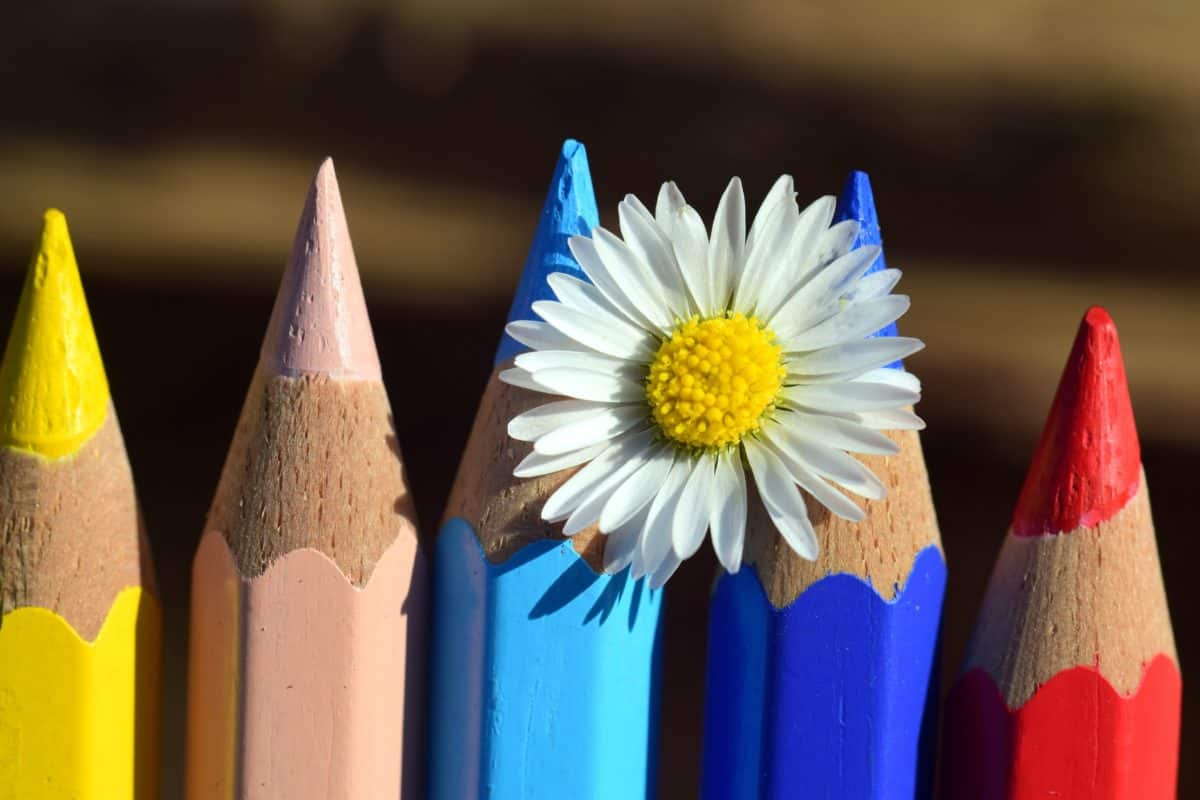 lápis, madeira, educação, criatividade, macro colorida, flor,