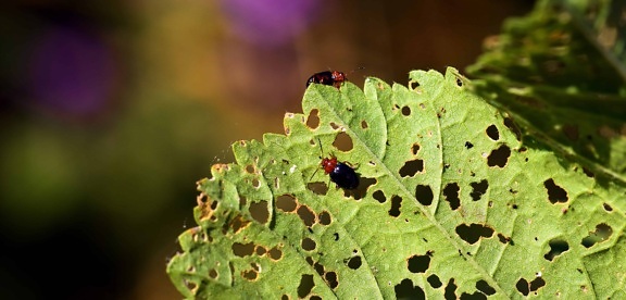 бръмбар, насекоми, зелени листа, детайл, лятно, растения, природа