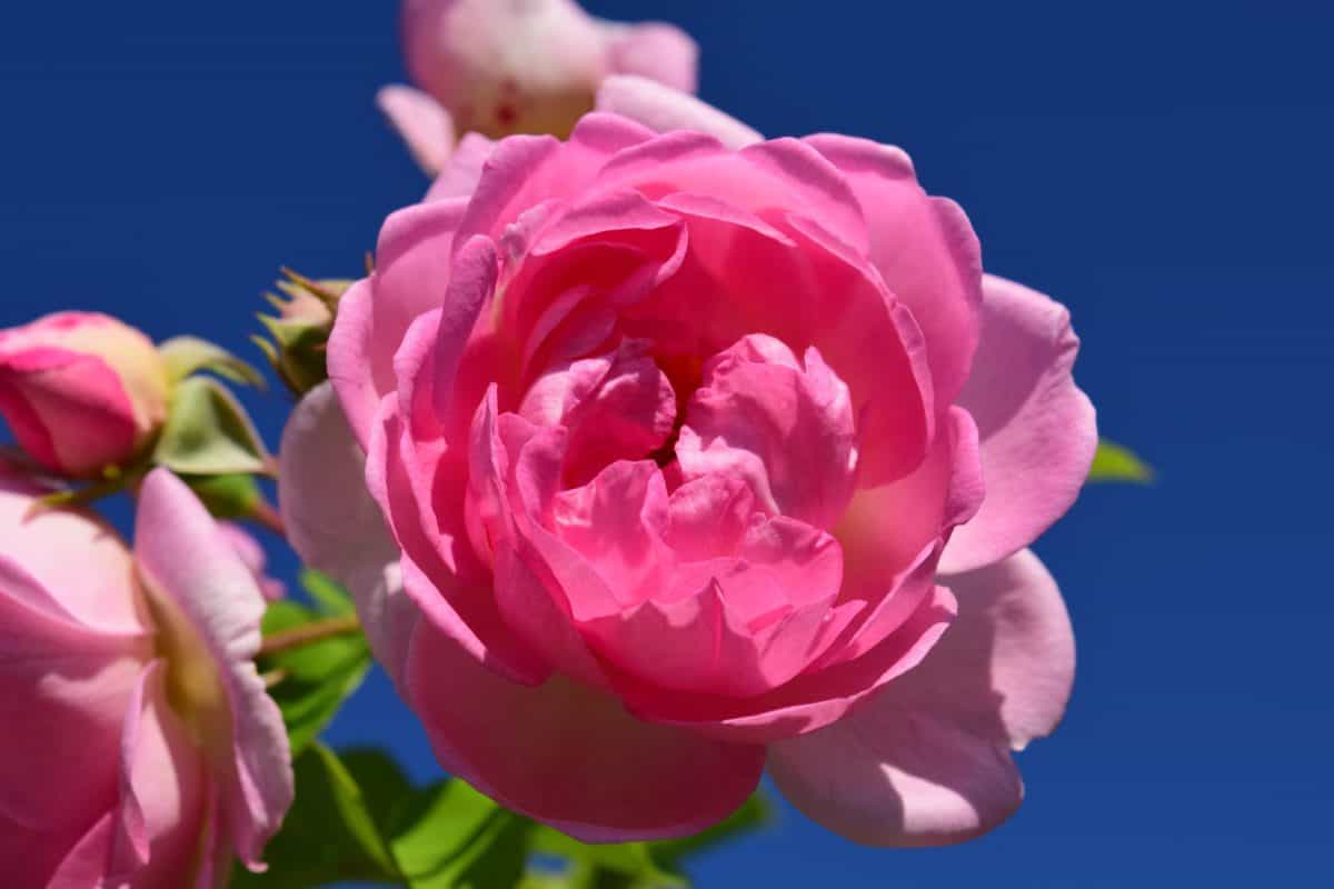 Rose lehtiä, sininen taivas, makro, flora, kukka, kesä, Internet, terälehti luonto