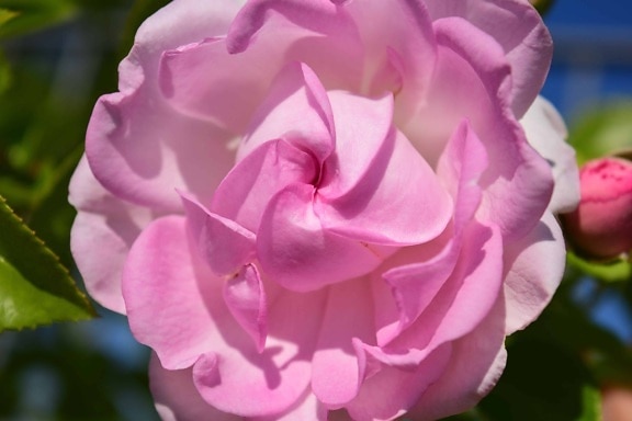 Rose Tuin, flora, zomer, natuur, blad, bloemblaadje, bloem
