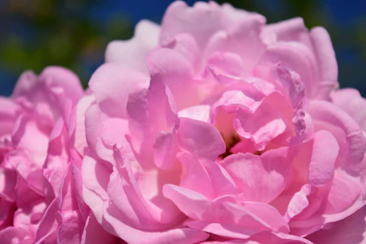 Лепесток, красивые, флора, Роза, природа, Бутон цветка, розовый, завод