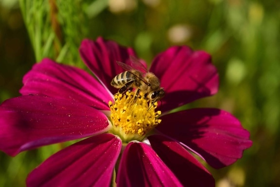 sommer, natur, honeybee, makro, pistil, pollen, insekt, blomst, hage, kronblad