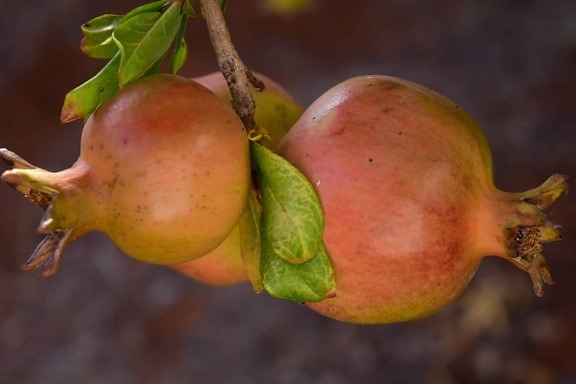 ทับทิม อาหาร ผลไม้ ธรรมชาติ ใบ แอปเปิ้ล เบอร์รี่ พีช ต้นไม้ เกษตร