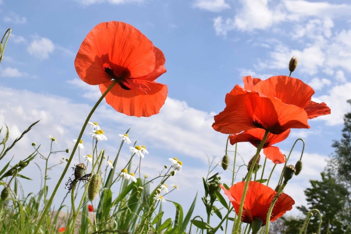 Free picture: flora, field, poppy, summer, nature, flower, blue sky