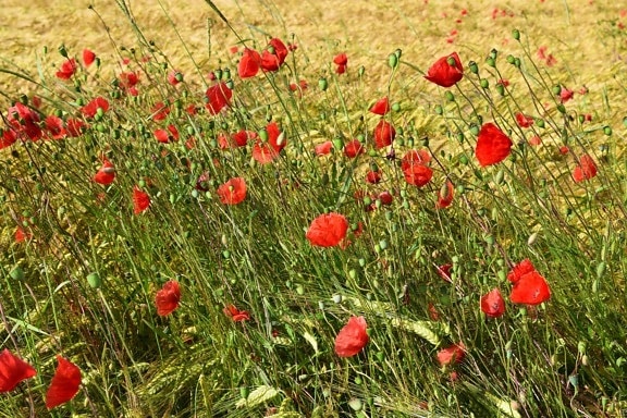 ธรรมชาติ พืช ดอกไม้ป่า ฤดูร้อน หญ้า ฟิลด์ ดอกไม้งาดำ สีแดง