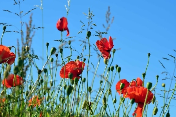 Free picture: opium poppy flower, nature, summer, grass, flower, meadow ...