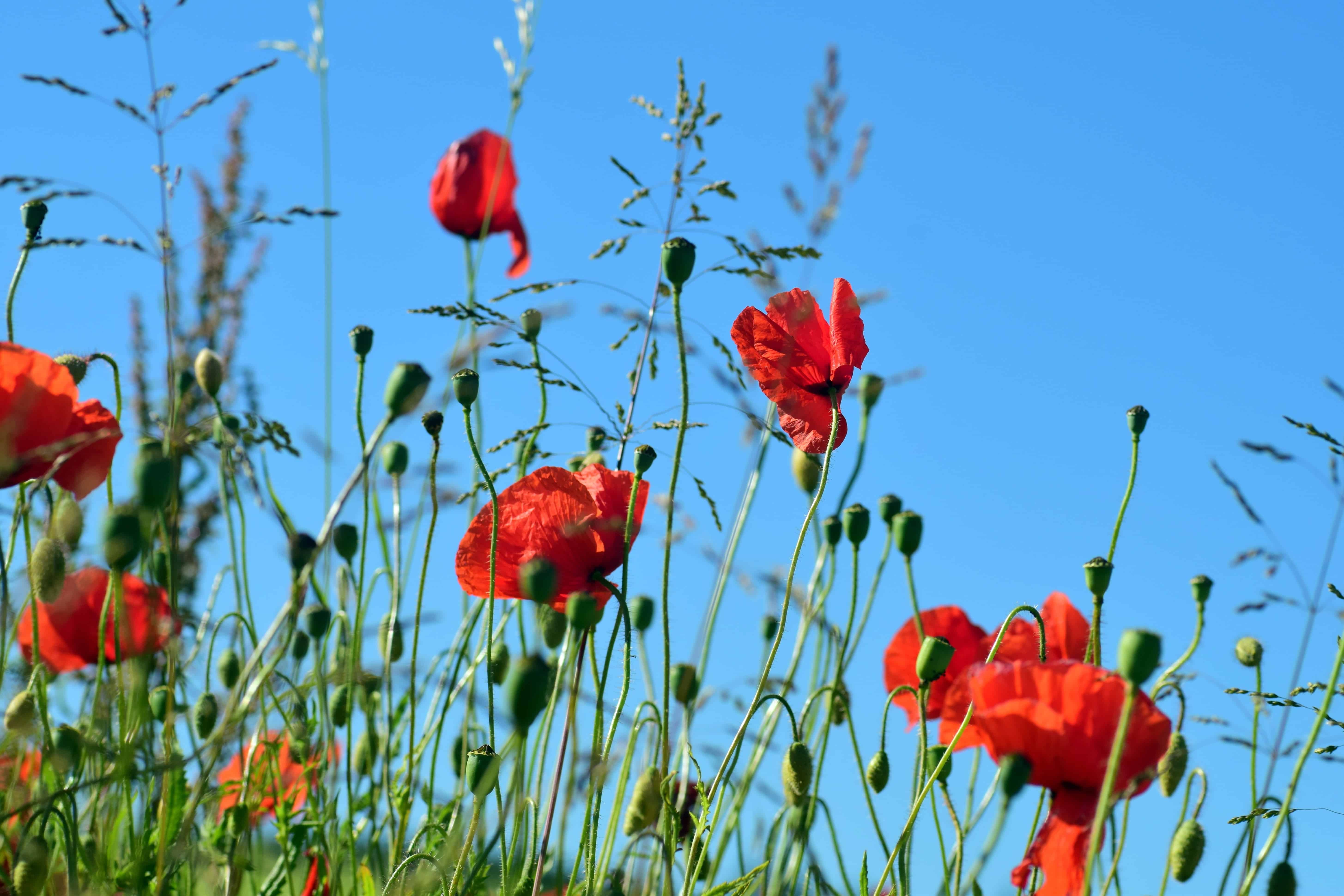 Free picture: nature, field, meadow, poppy, leaf, flower, flora, summer ...