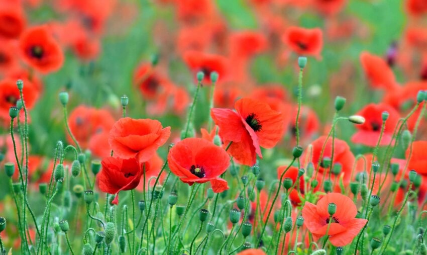 Free picture: poppy, meadow, red, summer, grass, flower, flora, field ...