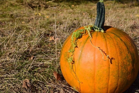 pumpkin, leaf, vegetable, autumn, food, nature, agriculture