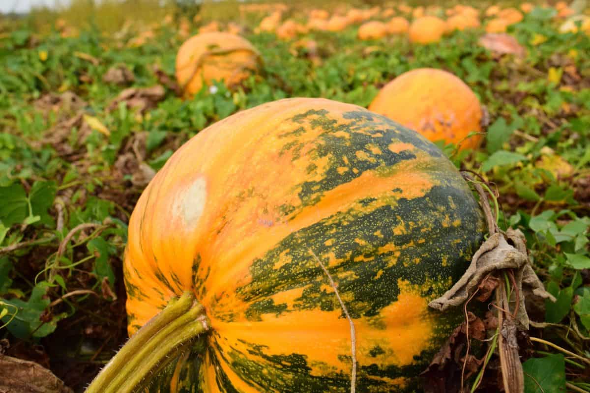 pumpkin, nature, agriculture, leaf, vegetable, autumn, food