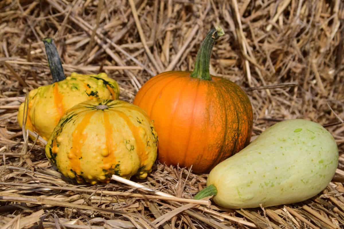 pumpkin, straw, dry, vegetable, plant