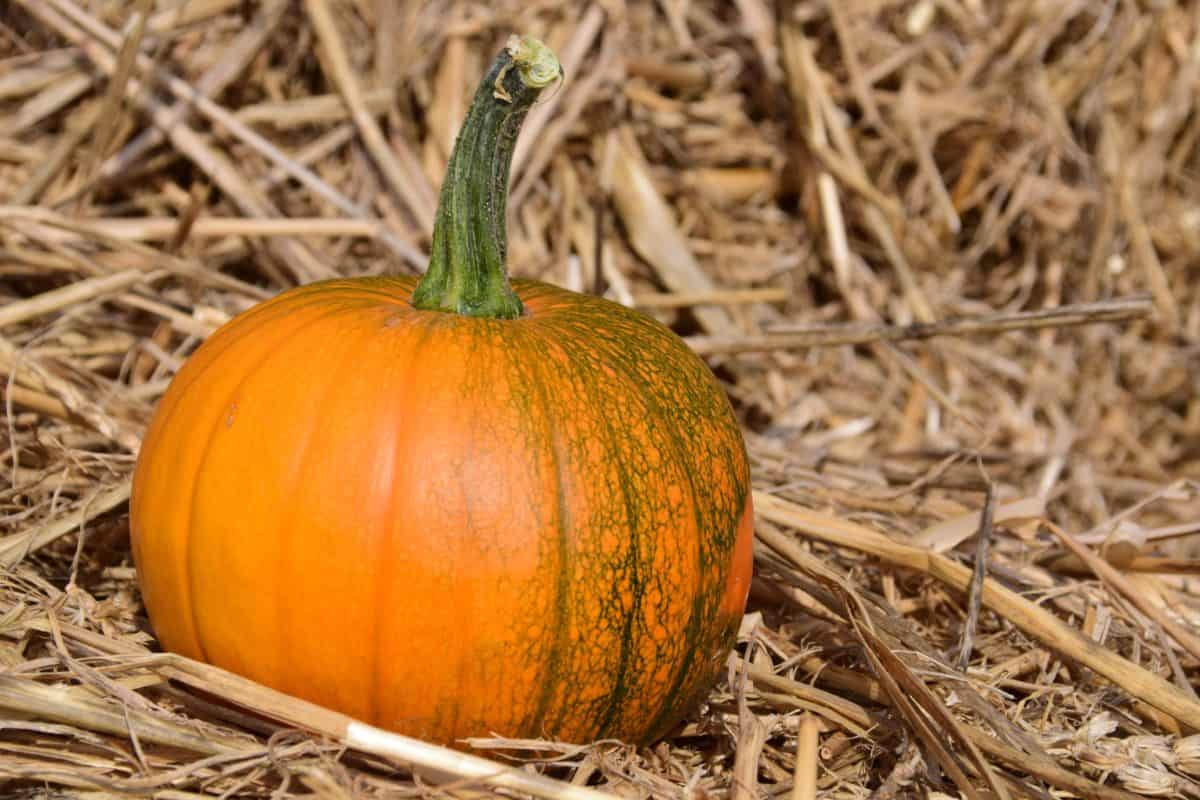 pumpkin, agriculture, vegetable, autumn, food, organic, grass