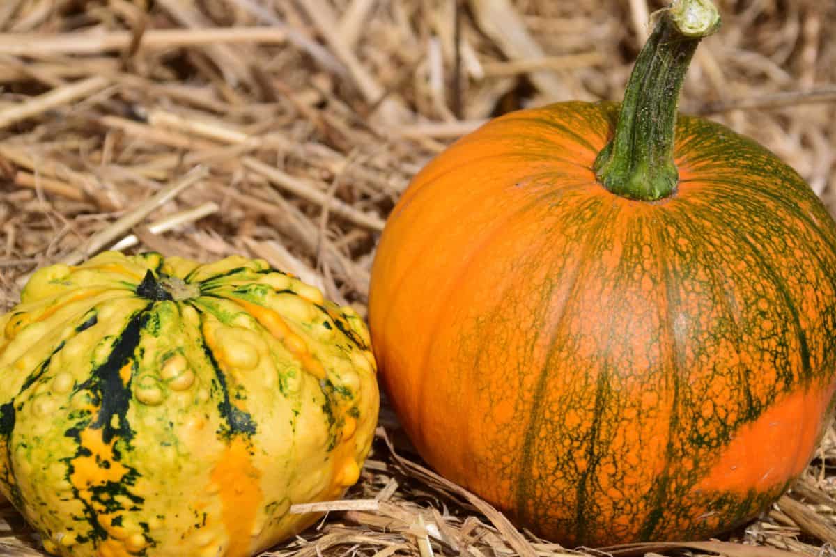pumpkin, vegetable, autumn, food, organic