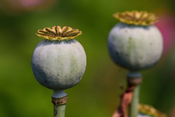 plant, poppy, agriculture, nature, vegetable, seed