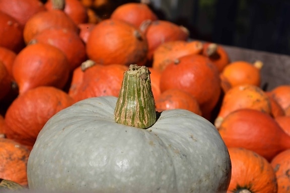 vegetables, food, agriculture, pumpkin, nature, autumn
