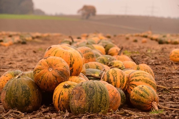agriculture, pumpkin, vegetable, food, autumn