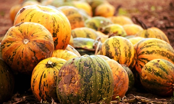 pumpkin, autumn, vegetables, food, organic, plant