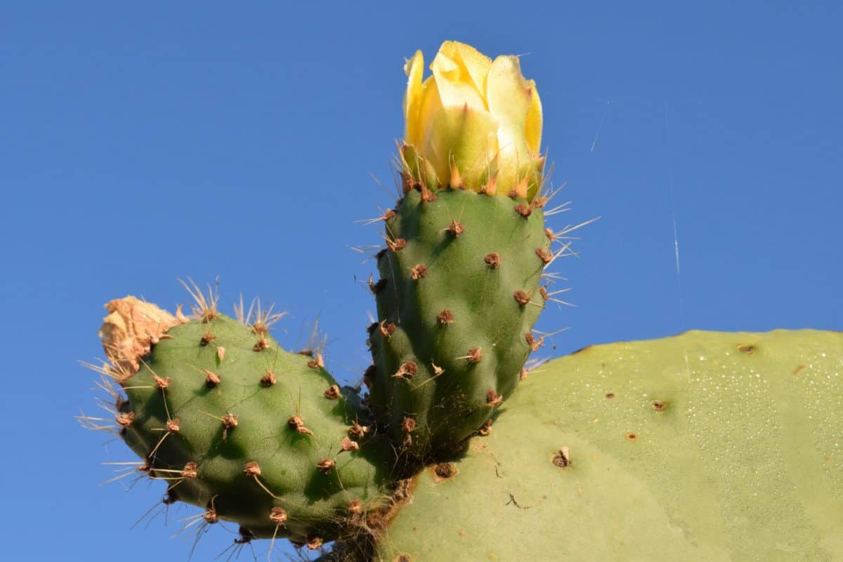 Sharp, flora, natura, cactus, deserto