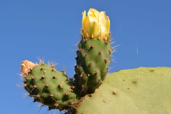 Sharp, flore, nature, cactus, désert