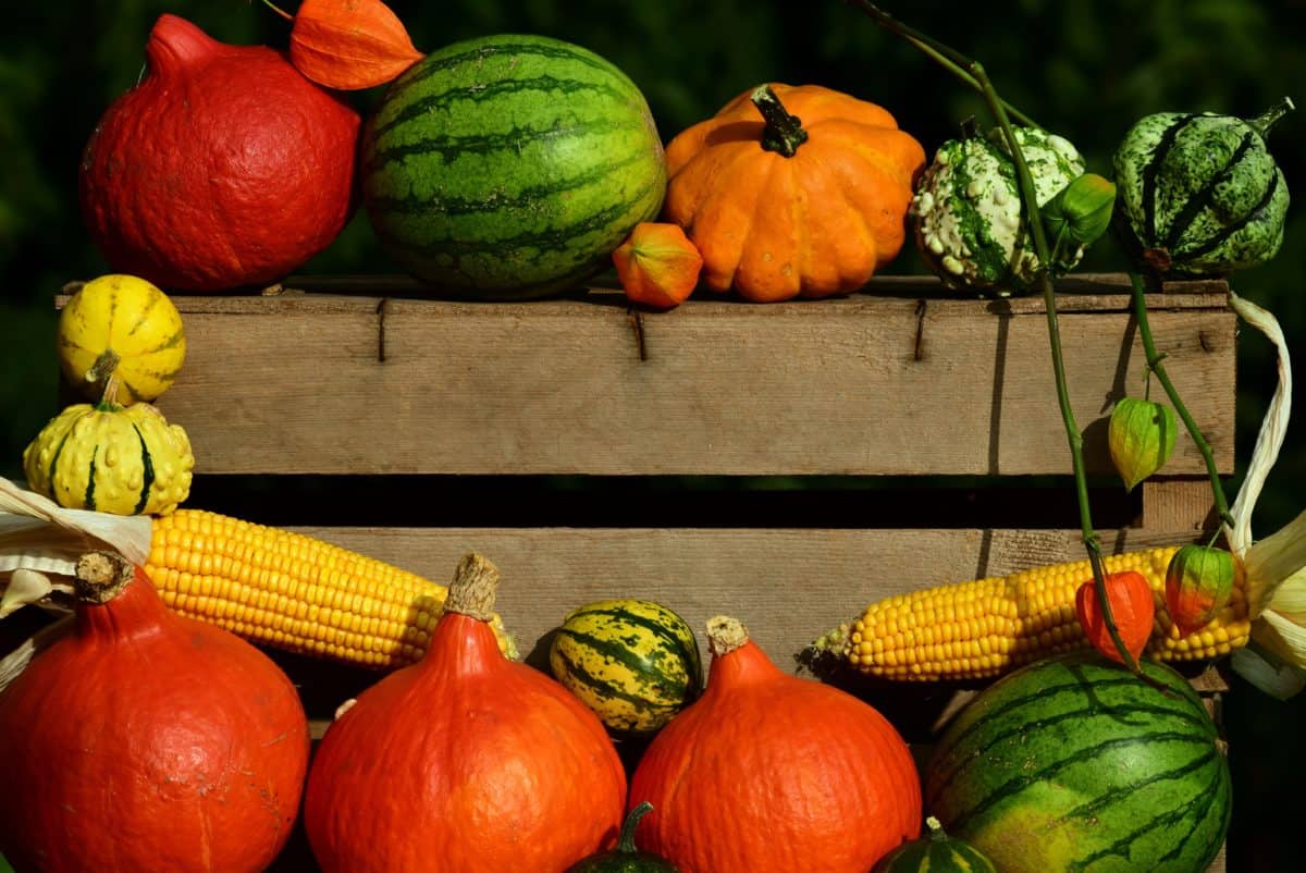 alimentation, bio, agriculture, coloré, maïs, citrouille, automne, nature morte