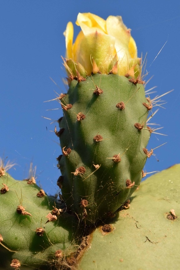 flora, desierto, naturaleza, sharp, cactus
