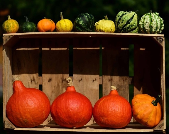 calabaza, otoño, cajón, alimentos, vegetales, luz natural, decoración