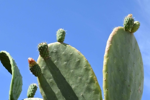 naturaleza, cielo, cactus, sharp, flor, desierto, flora