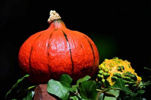 vegetal, oscuridad, Bodegón, comida, rojo, hoja, calabaza, otoño