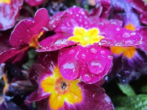 dew, raindrop, pistil, summer, flower, garden, nature, leaf, flora, petal, herb