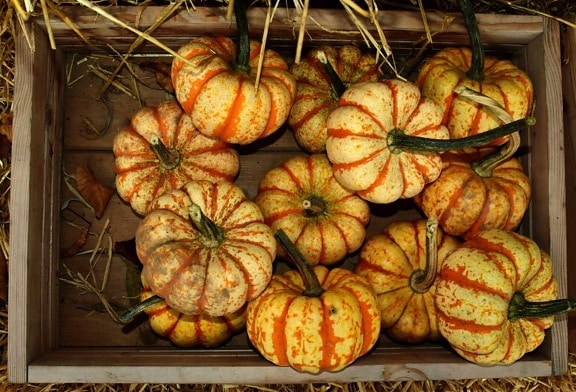 tržištu, hrana, bundeva, unutarnji, povrća, jesen