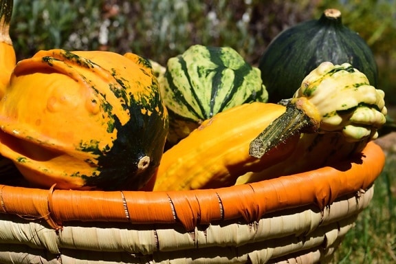 храна, природата, зеленчуци, тиква, през есента, Градина