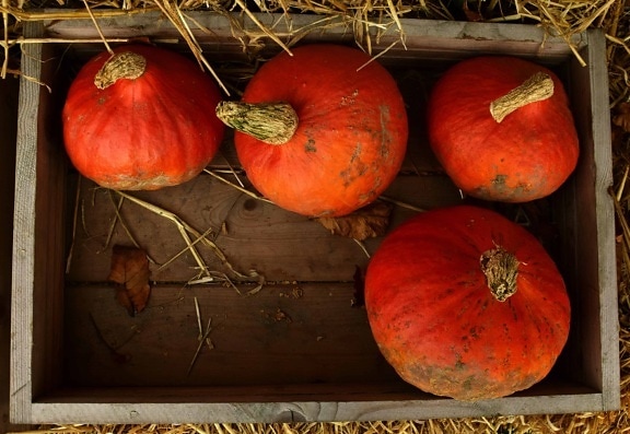 pumpkin, market, food, vegetable, autumn