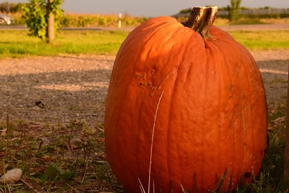 pumpkin, vegetable, autumn, food, agriculture, grass