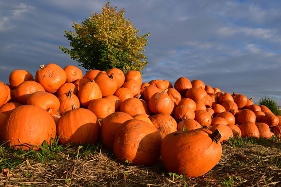 pumpkin, vegetable, food, agriculture, autumn