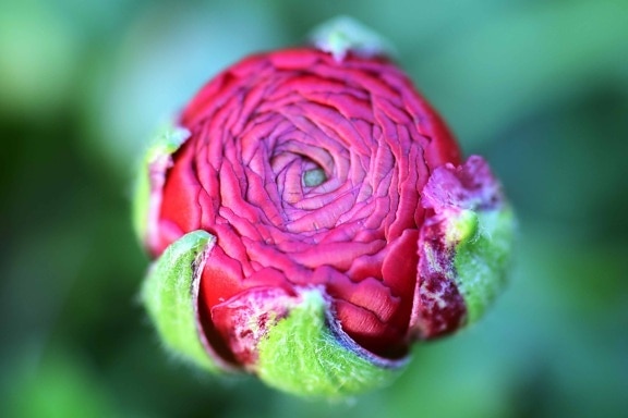 garden, leaf, flower bud, macro, detail, red, nature, rose, petal