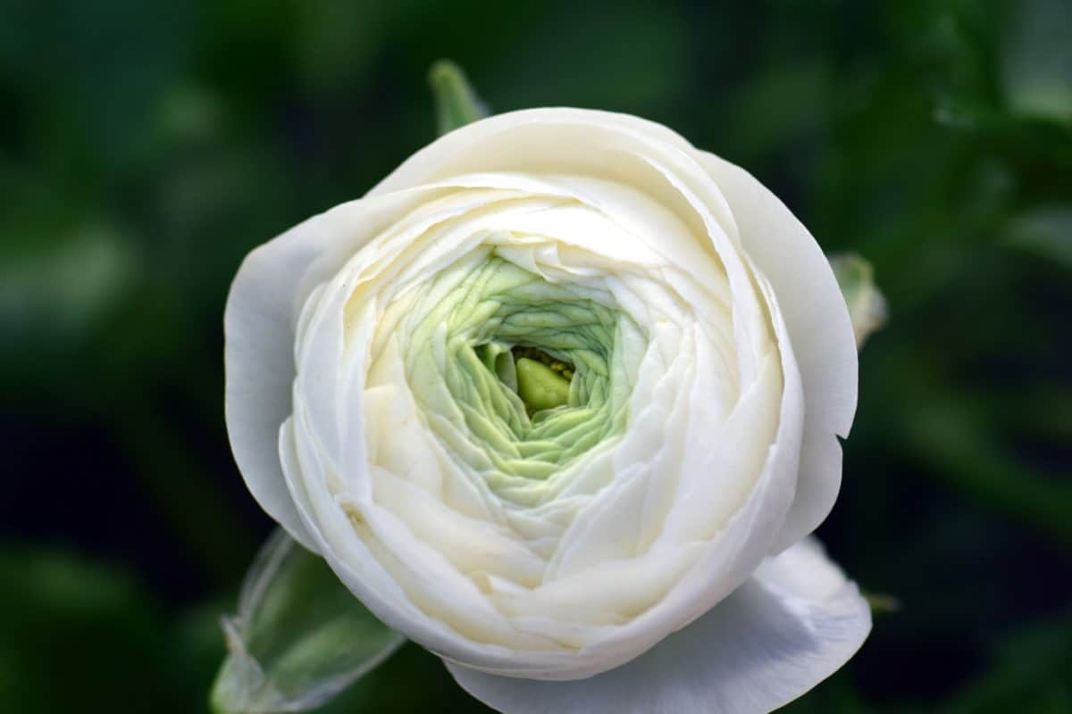 ธรรมชาติใบ ขาว ดอก ดอกไม้ ดอก ฟลอรา กุหลาบ ขาว ดอกกลีบ