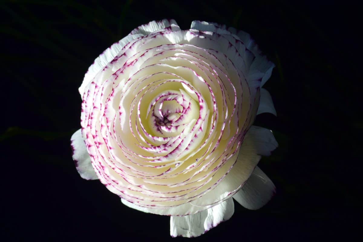Темрява Біла квітка троянди, флора, Пелюстка, садові
